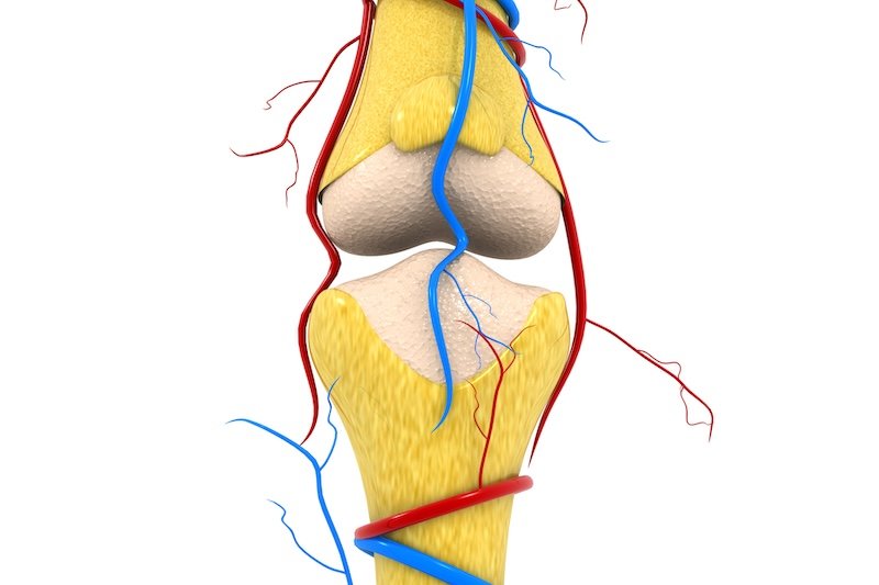 Human knee joints